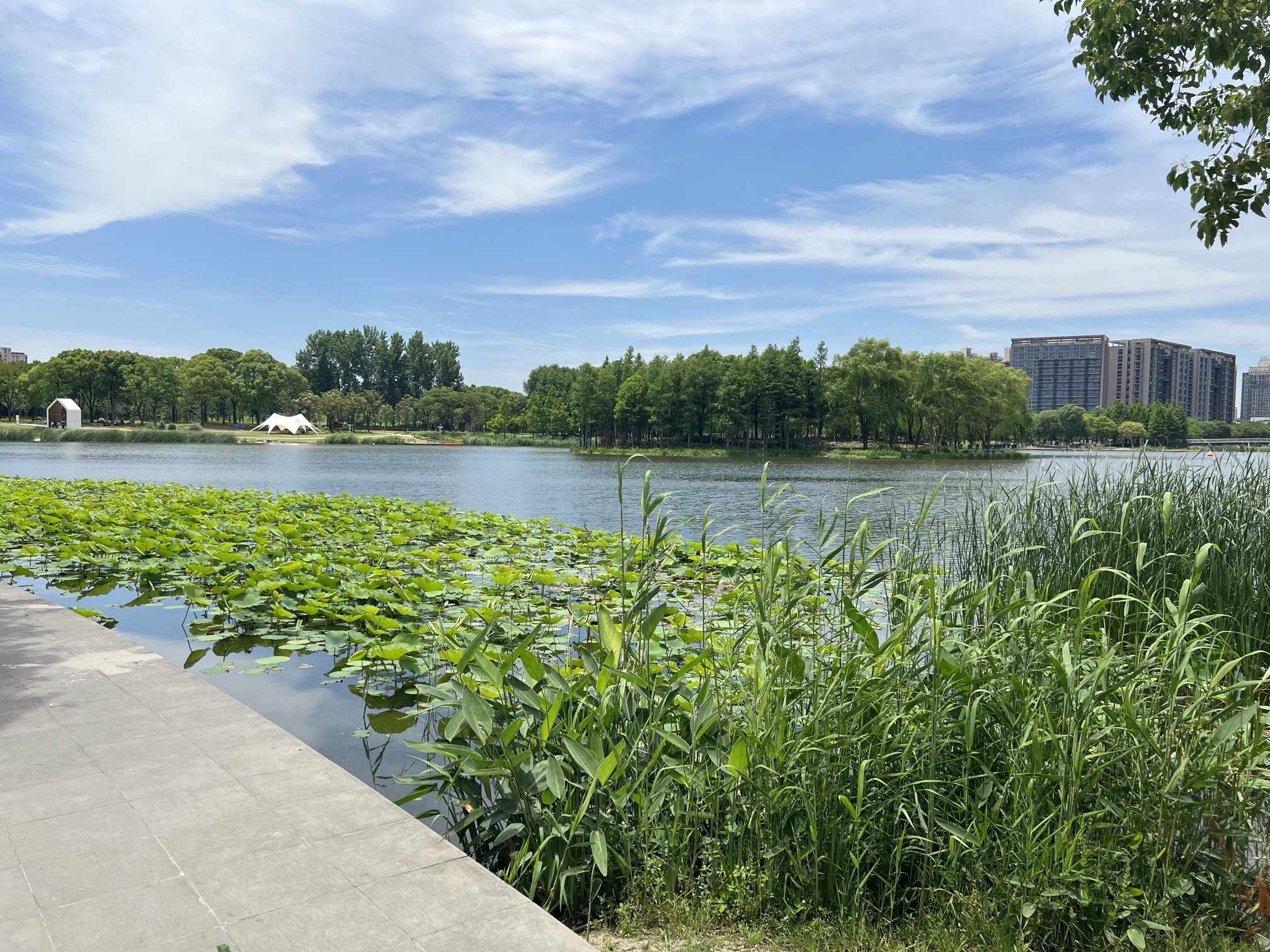 嘉定远香湖畔。澎湃新闻记者 陈逸欣 图