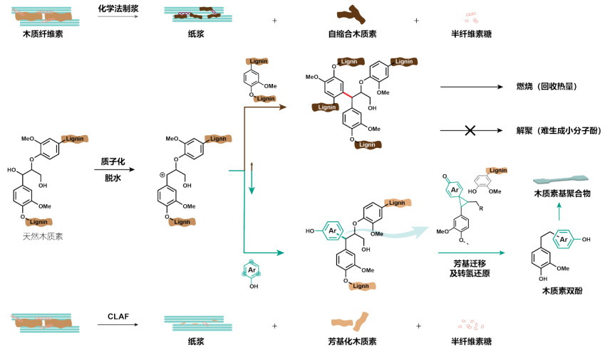 催化木質素芳基化的三素分離（CLAF）研究思路。中國科學院大連化學物理研究所供圖
