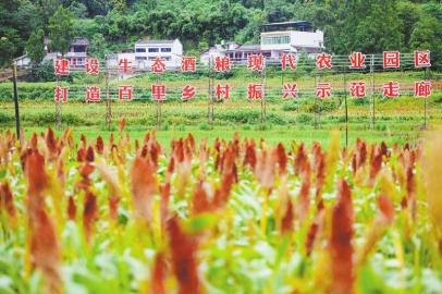 舍得酿酒专用粮基地。