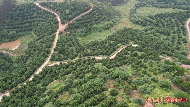 邕宁区中和镇周禄村澳洲坚果种植基地 通讯员 黄德禧 摄