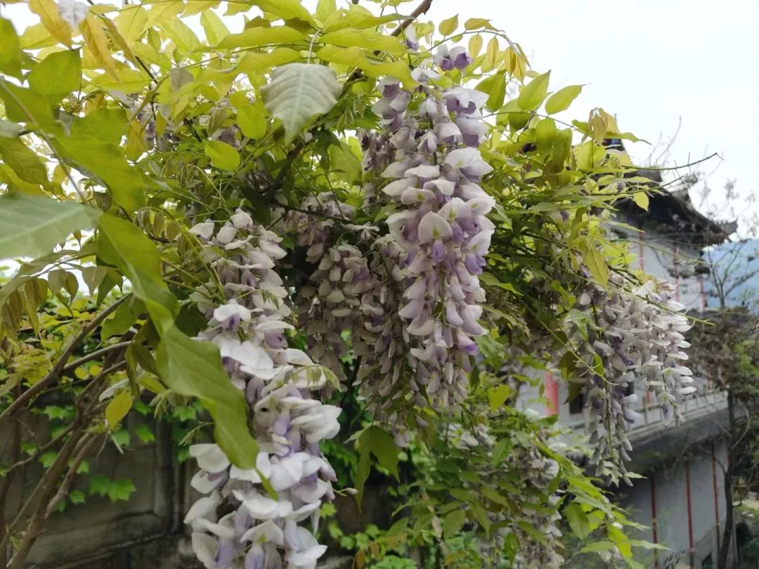 图源朋友圈