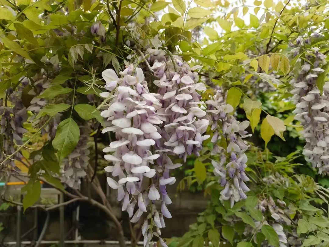 图源朋友圈