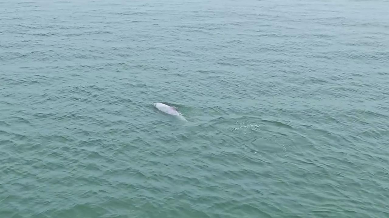  Lovely love! Several Chinese white dolphins "group surfing" photographed in Guangdong