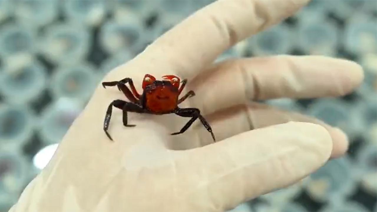  Women with 90 vampire crabs were investigated: different varieties and bright colors