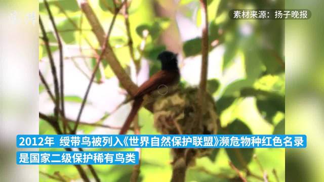 美丽绶带鸟现身