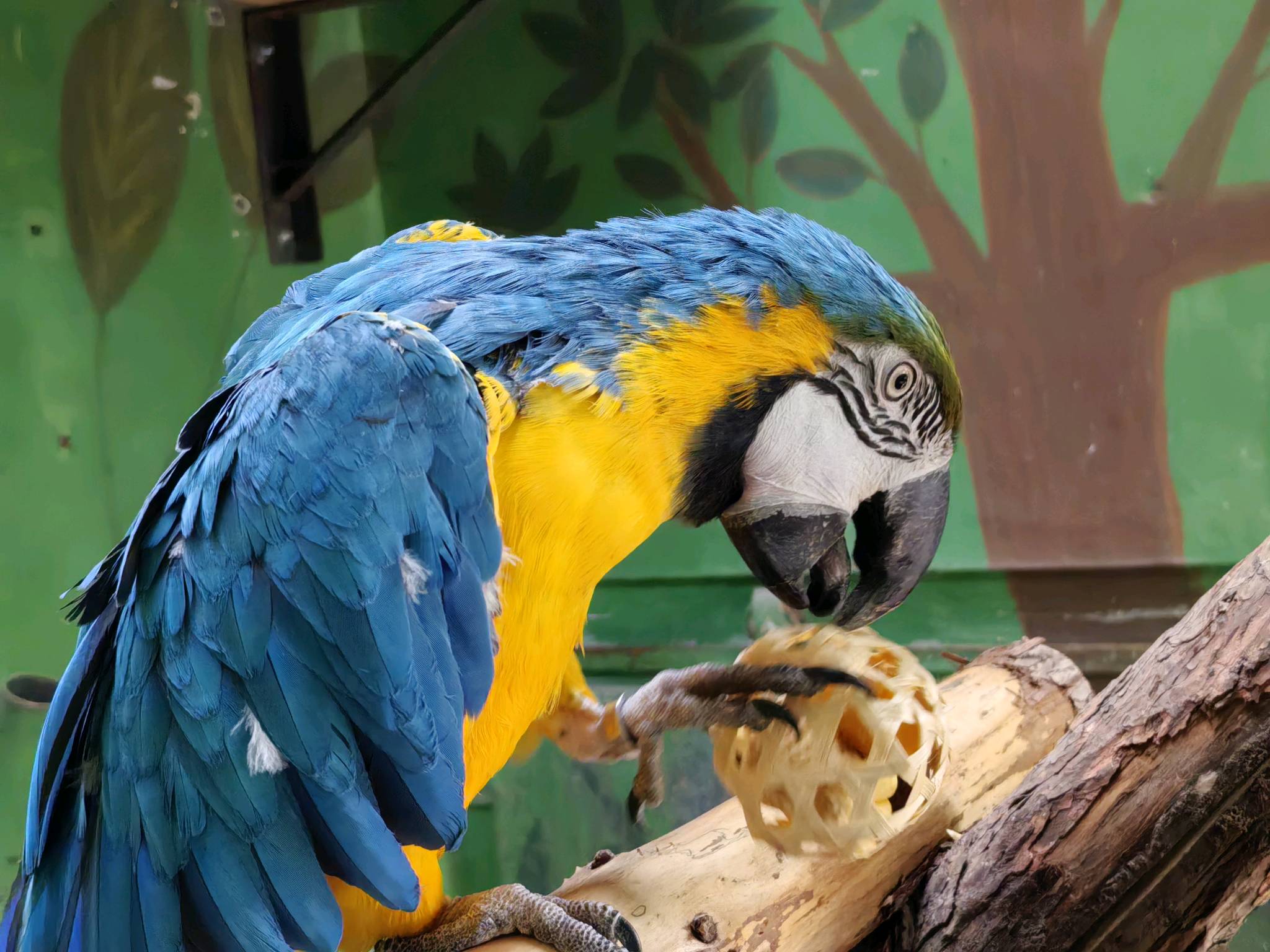 飼養員將小粽子放在迷你竹籃取食器中，增加動物取食樂趣。北京市公園管理中心供圖