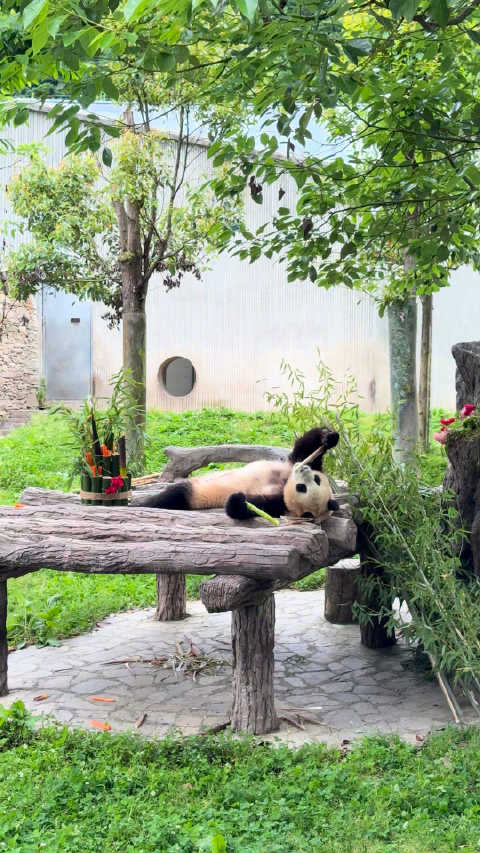 福宝躺着炫笋可太舒服了