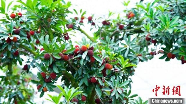 圖為共青城市澤泉鄉金牛山莊內,鮮紅的楊梅掛在枝頭。王一婷 攝