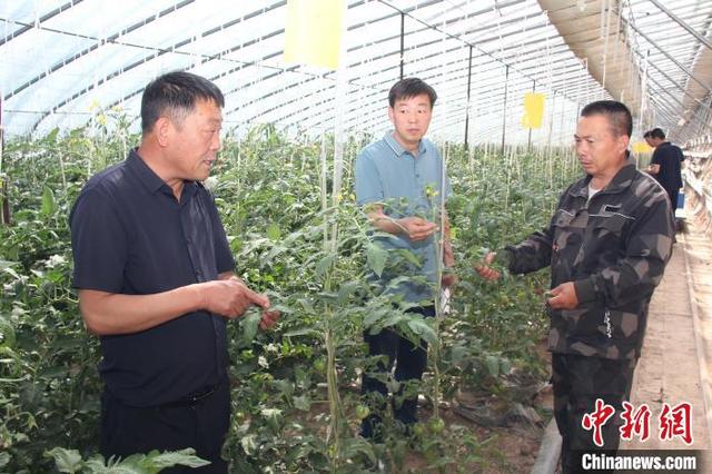 泗陽村大棚西紅柿長勢喜人。 金俊賢 攝