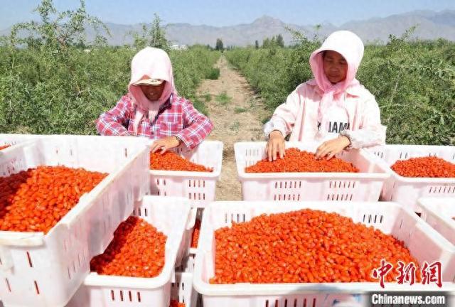 6月12日,採摘工在寧夏賀蘭山東麓百瑞源殷紅子熟枸杞莊園內忙碌。中新社記者 於晶 攝