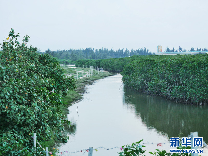 红树林湿地图景。新华网发(吴超逸 摄)