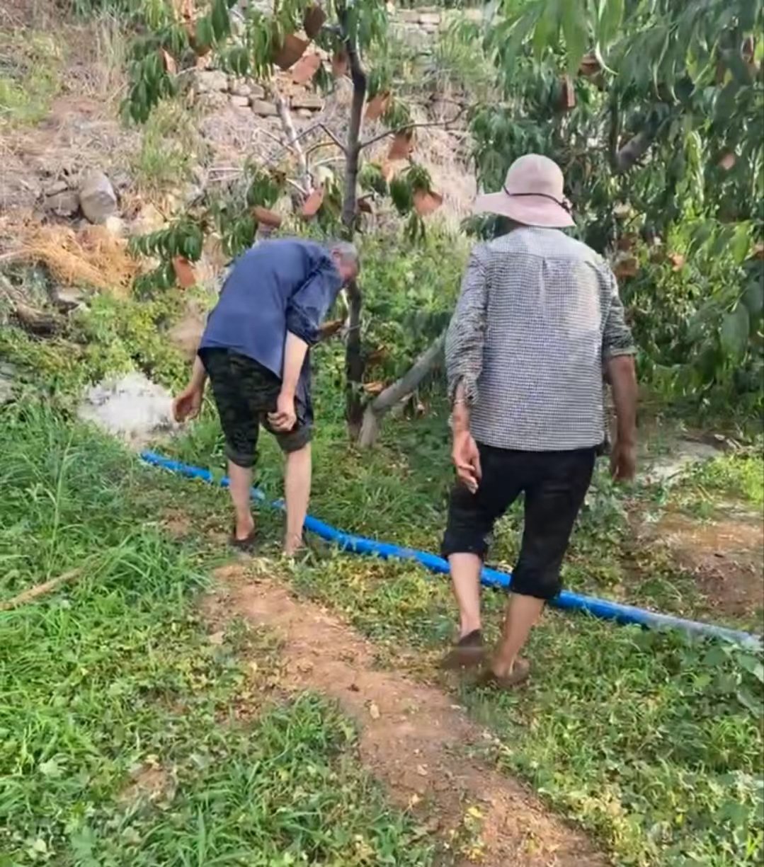 馬青檸的父母親正在澆地。 受訪者供圖