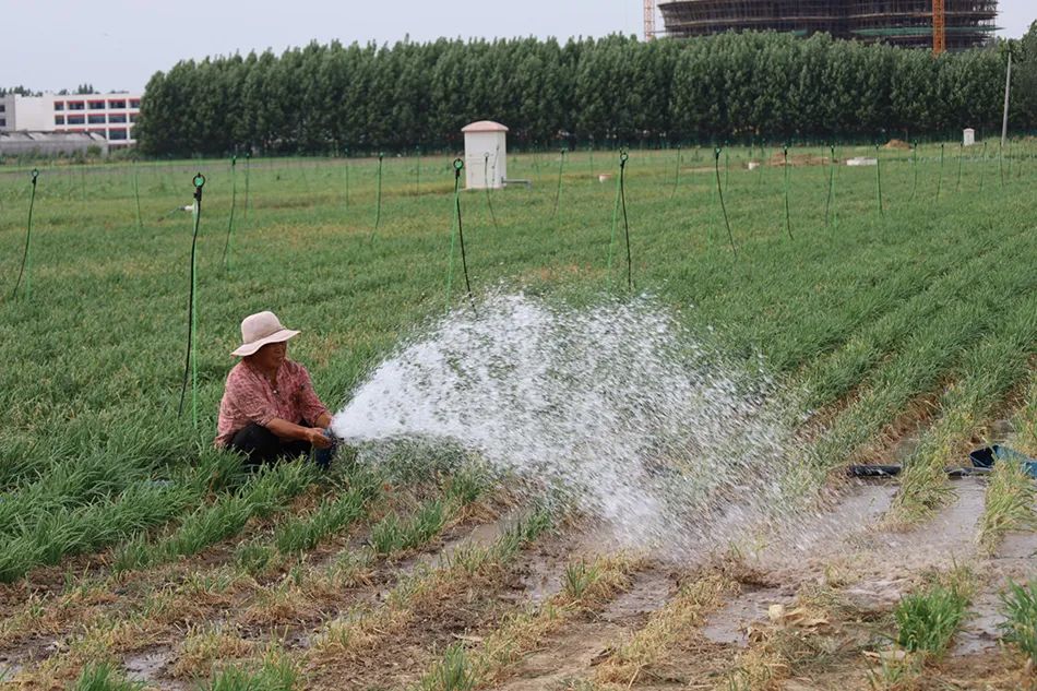 6月13日，河南綠久農業科技有限公司承包的韭菜示範基地裡，農民工正在澆地。