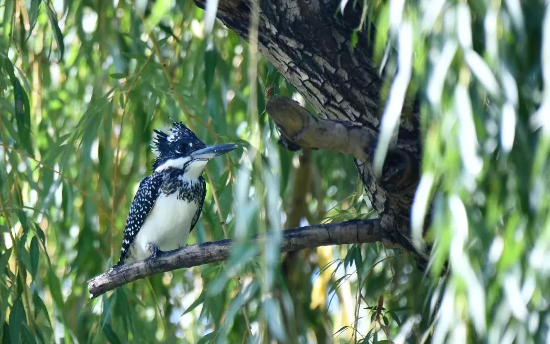 蓮花池公園內拍攝到的冠魚狗。圖/北京豐台
