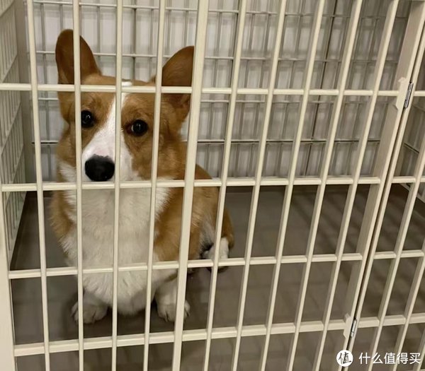 幼犬到家的全面指南:新手养狗者的注意事项