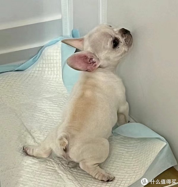 幼犬到家的全面指南:新手养狗者的注意事项