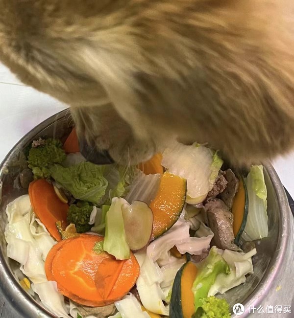 幼犬到家的全面指南:新手养狗者的注意事项