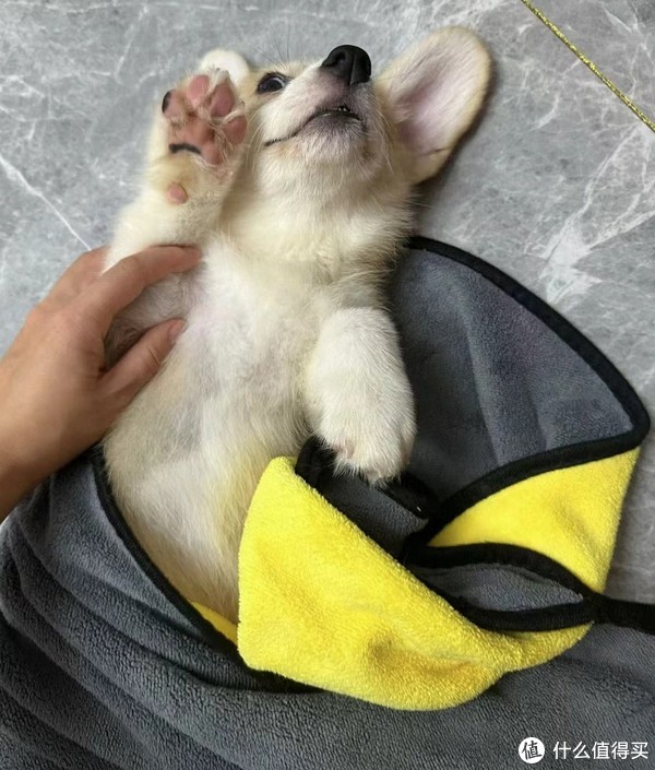 幼犬到家的全面指南:新手养狗者的注意事项