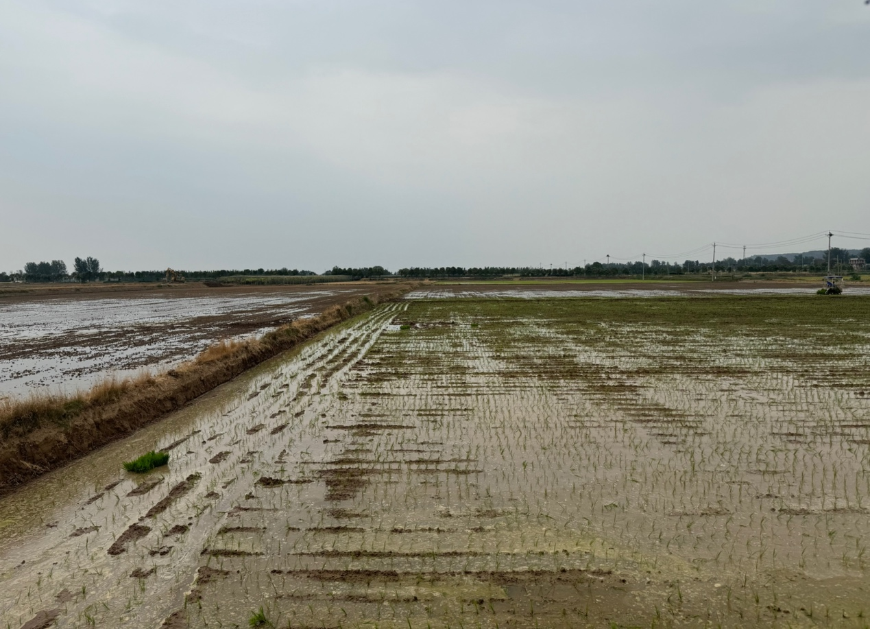 6月16日,河南洛陽孟津區會盟鎮黃河渠旁的水稻田已經插秧