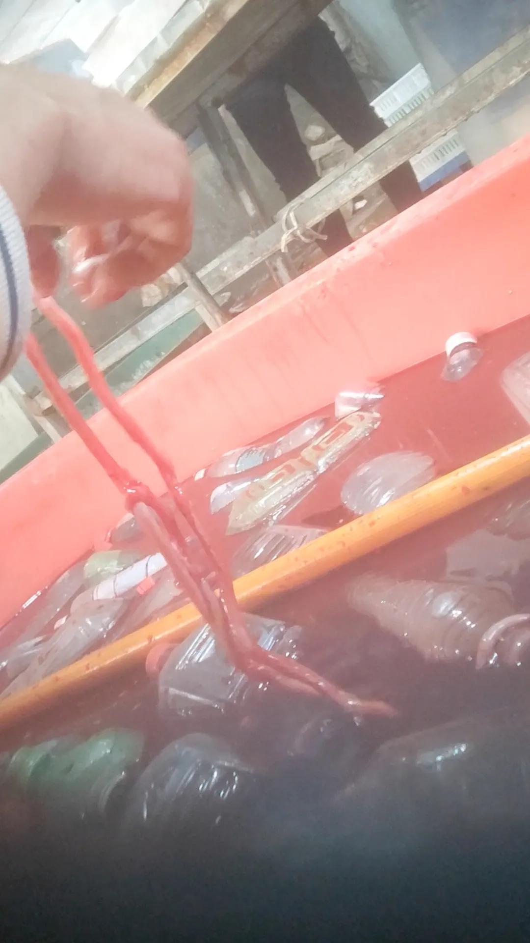▲河南清豐縣永官食品有限公司工人將洗好的鵝腸放在紅色水裡染色。新京報調查組 攝