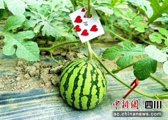 西瓜是怎么长出来 efd2-981252091164b53fdd6eab00ae023b0d.jpg