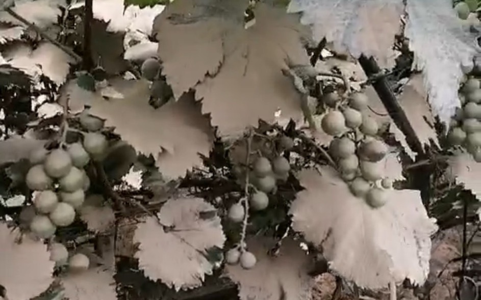 水泡過後的葡萄。 受訪者供圖