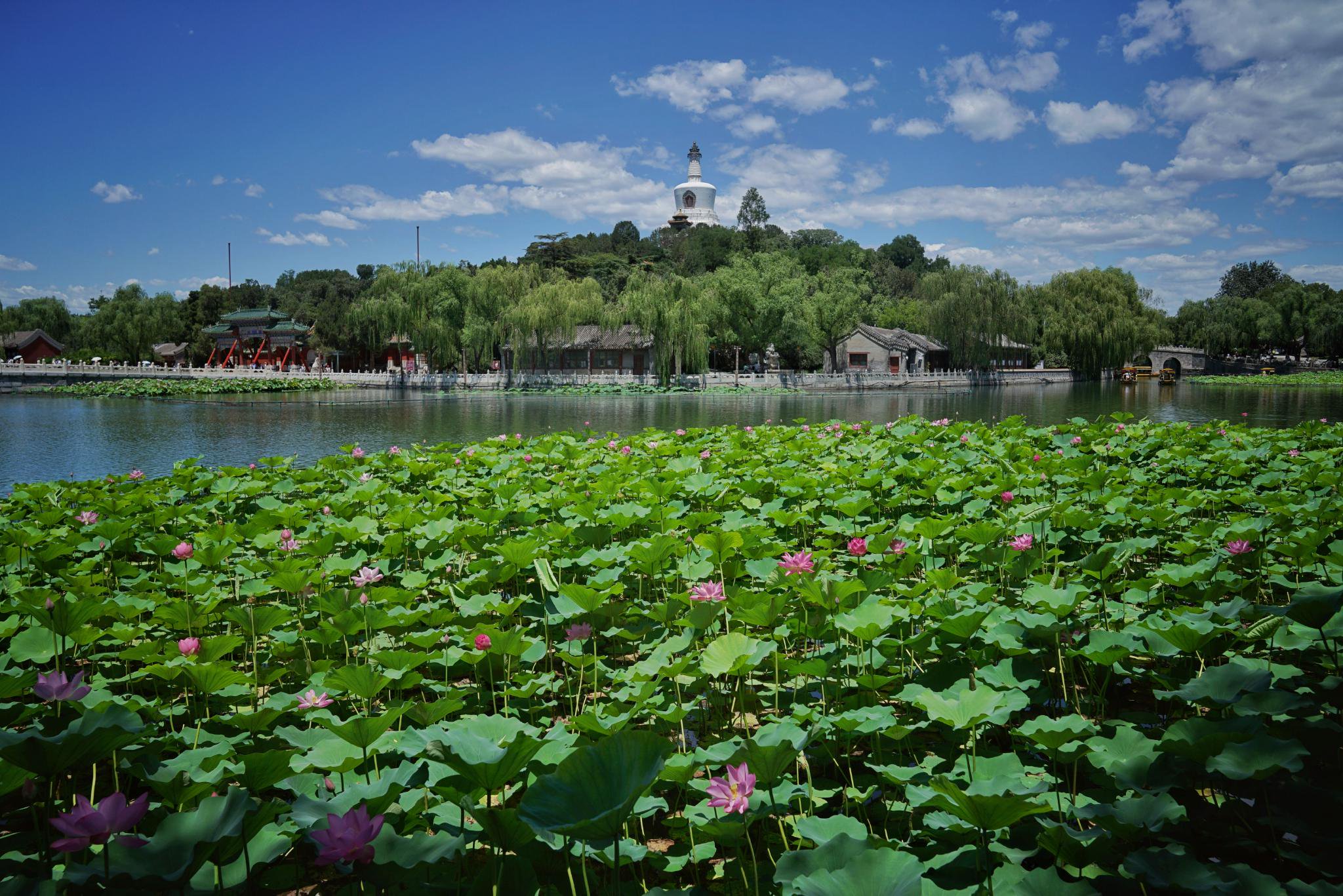 6月24日,北海公園,荷花盛開,跟白塔相映成趣。新京報記者 薛珺 攝