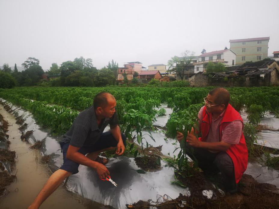 蔬菜產業專家團在廣西桂林灌陽縣,為露地辣椒種植戶進行排水防病技術指導。中國農科院蔬菜花卉所供圖