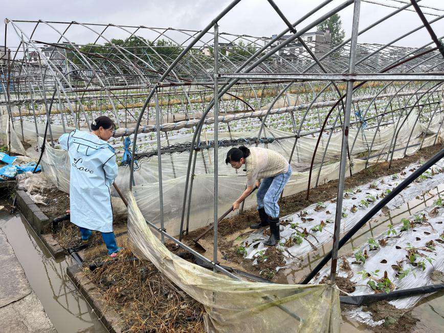 蔬菜產業專家團在安徽黃山,為豇豆基地進行排水清淤技術指導。中國農科院蔬菜花卉所供圖