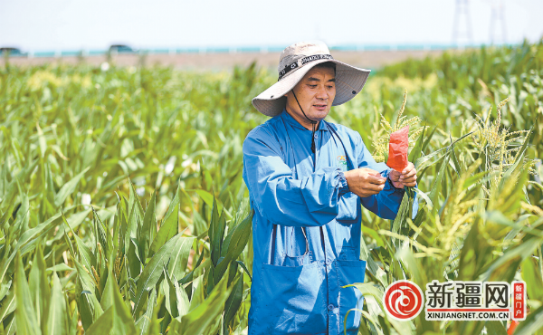 6月25日,新疆华夏农业有限公司研发总监李树强为玉米进行人工授粉。(全媒体记者石磊摄)