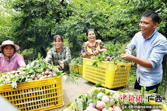 果农将采摘下来的三华李进行装车拉到合作社进行销售。 周俊远 摄