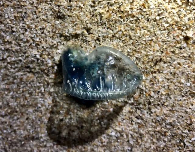 啥是剧毒 2322-c33f629ae81c65e25f322d932955993a.jpg