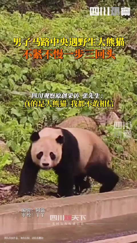 野生熊猫公路散步到处看