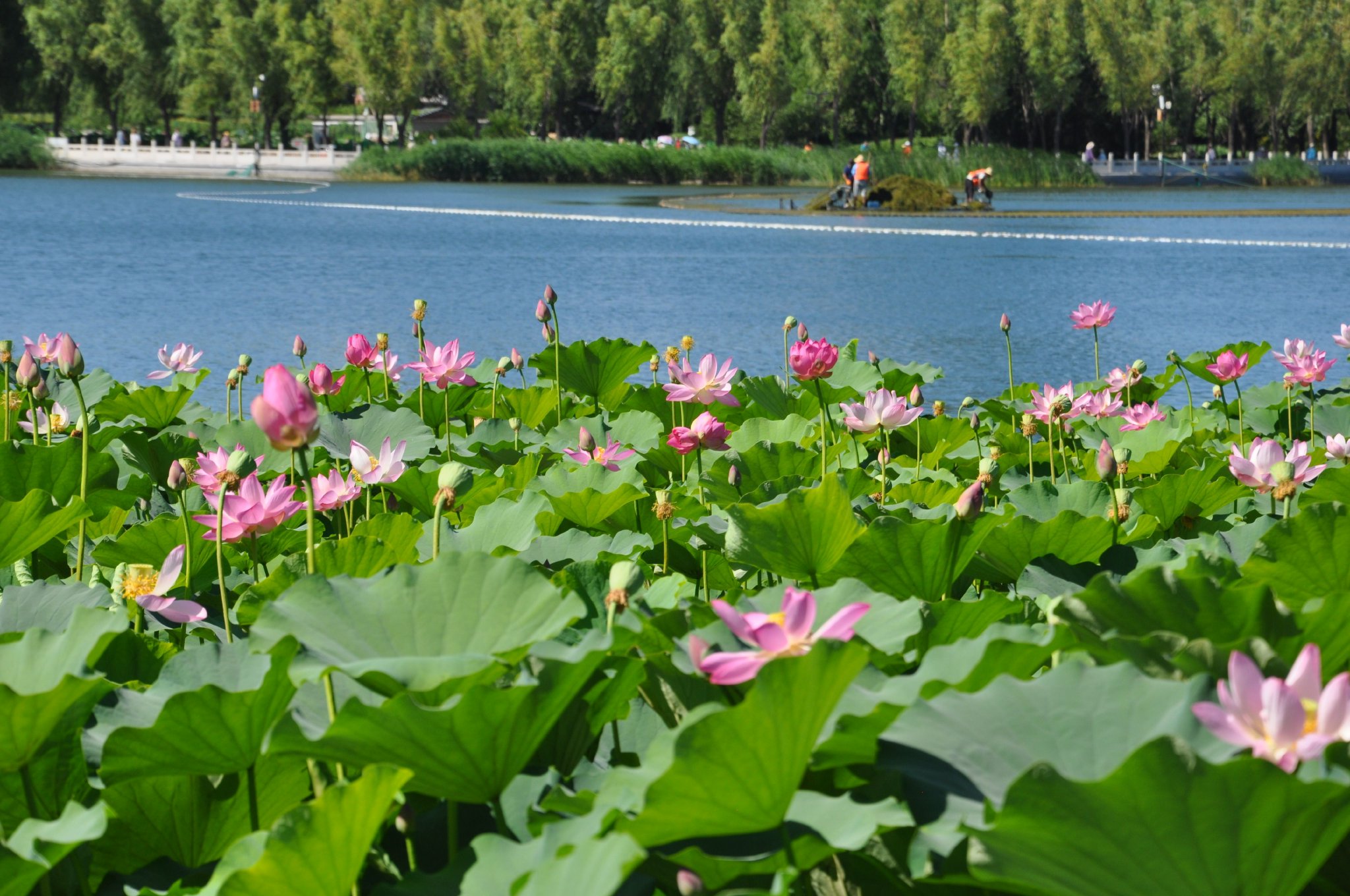 湖區東北角荷花蕩區發現「白洋澱紅蓮」並蒂蓮。蓮花池公園供圖 