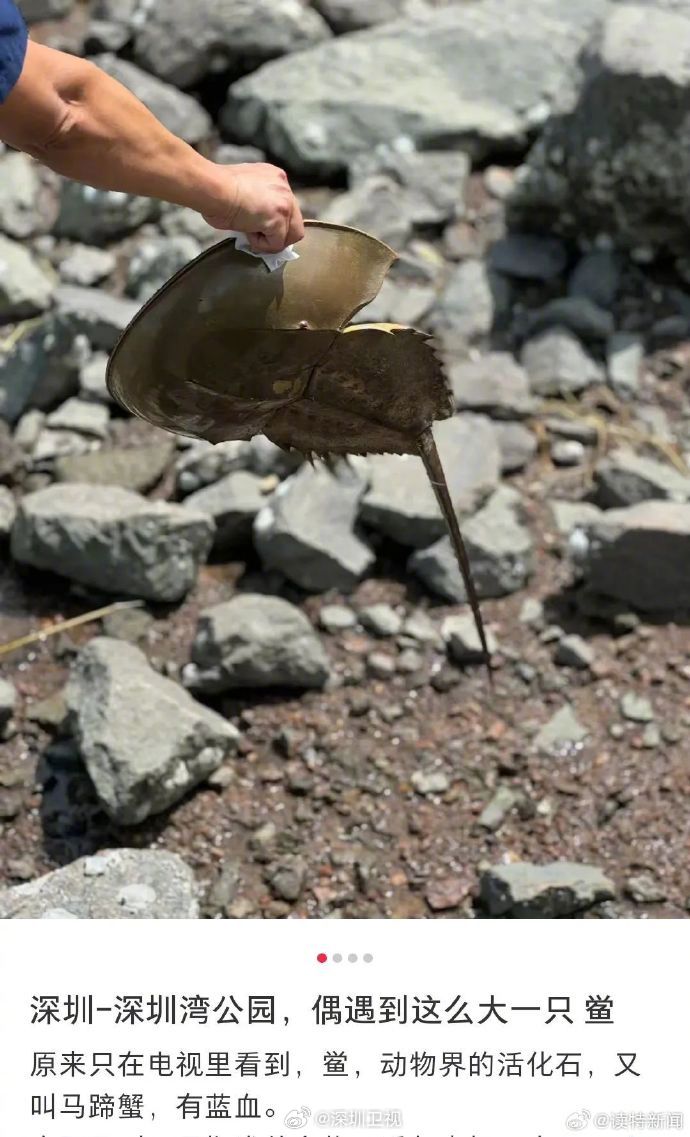 大熊猫啪啪前,居然要看小电影!终于知道大熊猫为何那...