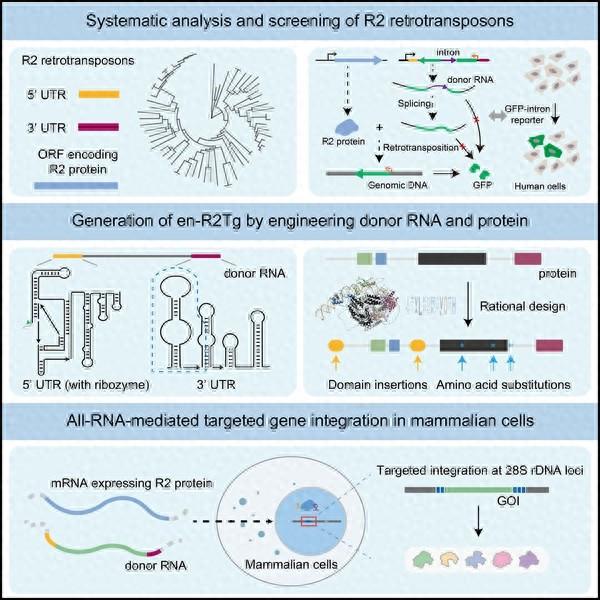 什么是基因改造技术 bc1b-933ebf7018e15eb7d1e69a7053c667ab.jpg