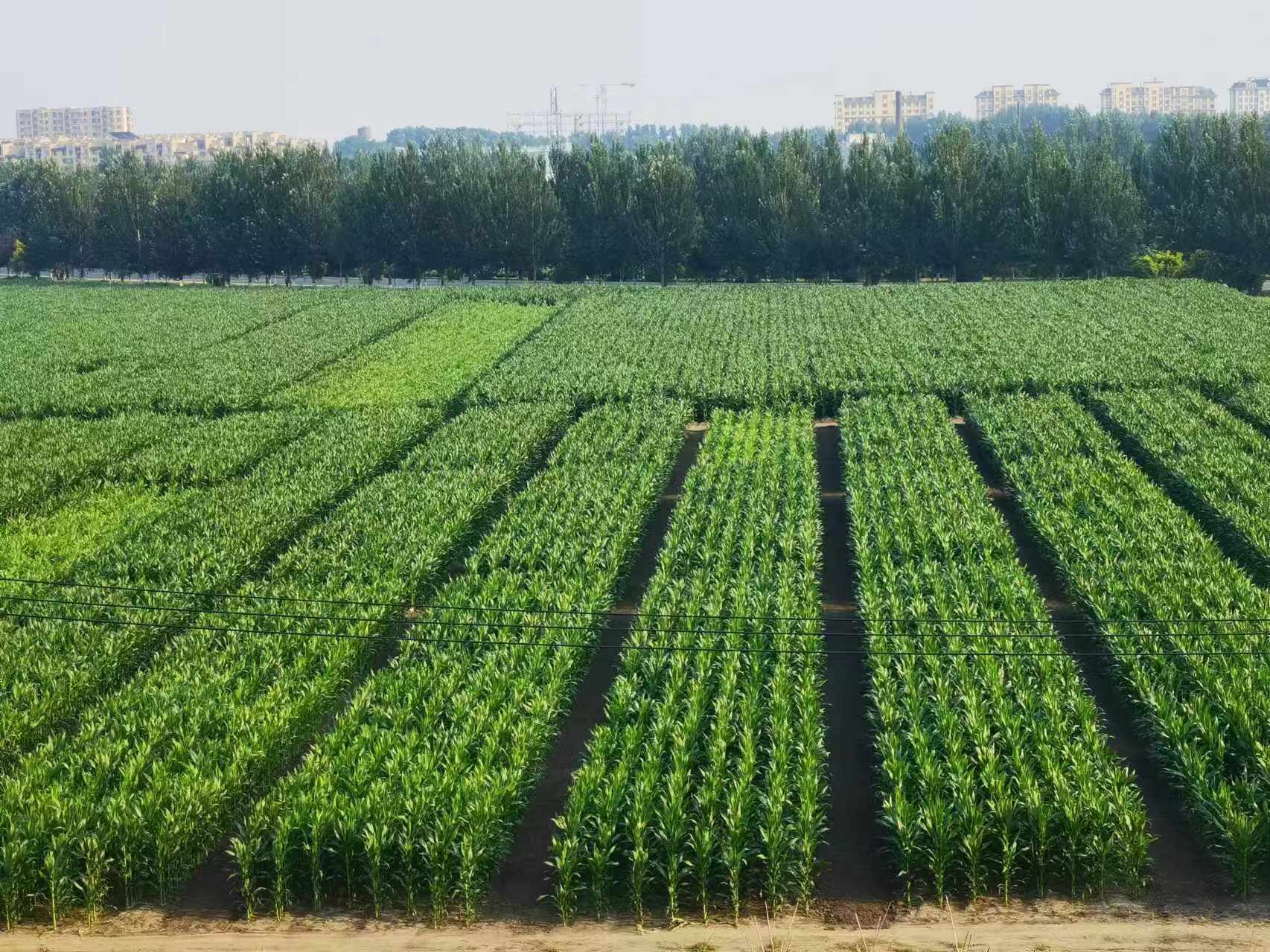 通過重大任務項目,中國農科院研發和繼承了多種保護黑土地的新技術。中國農業科學院供圖