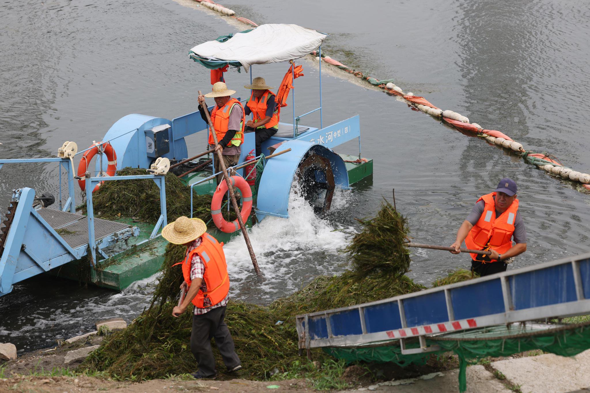 2024年7月15日,在馬駒橋附近的涼水河流域,環保割草船正在工作。新京報記者 李木易 攝
