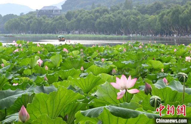7月17日,西湖北里湖荷花开放。浙江杭州西湖景区荷花次第开放吸引游人。中新社记者 王刚 摄