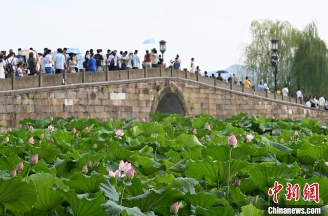 7月17日,断桥附近荷花逐步开放。近日,浙江杭州西湖景区荷花次第开放吸引游人。中新社记者 王刚 摄