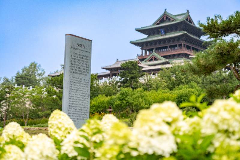 北京世園國際旅遊渡假區天田山集中分佈有4萬株繡毬花目前進入盛花期。北京世園國際旅遊渡假區供圖