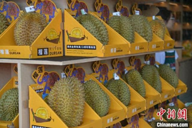 7月19日,海南首家国产榴莲品牌旗舰店在三亚开业,图为店内供选购的国产榴莲。张月和 摄