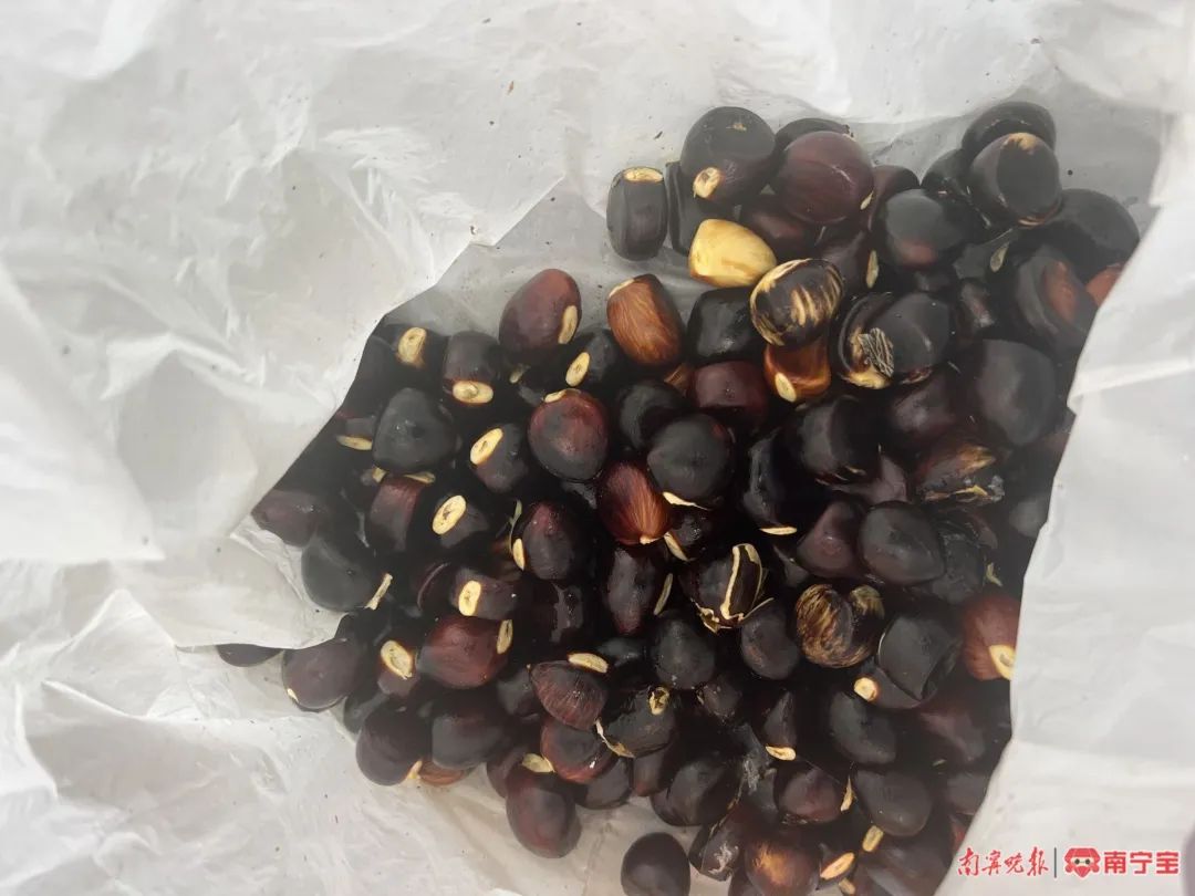 苹婆果实类似板栗。图源:南宁晚报