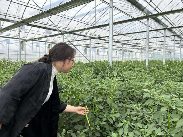 战荣荣在查看线椒的生长状况。中青报·中青网记者 魏其濛/摄