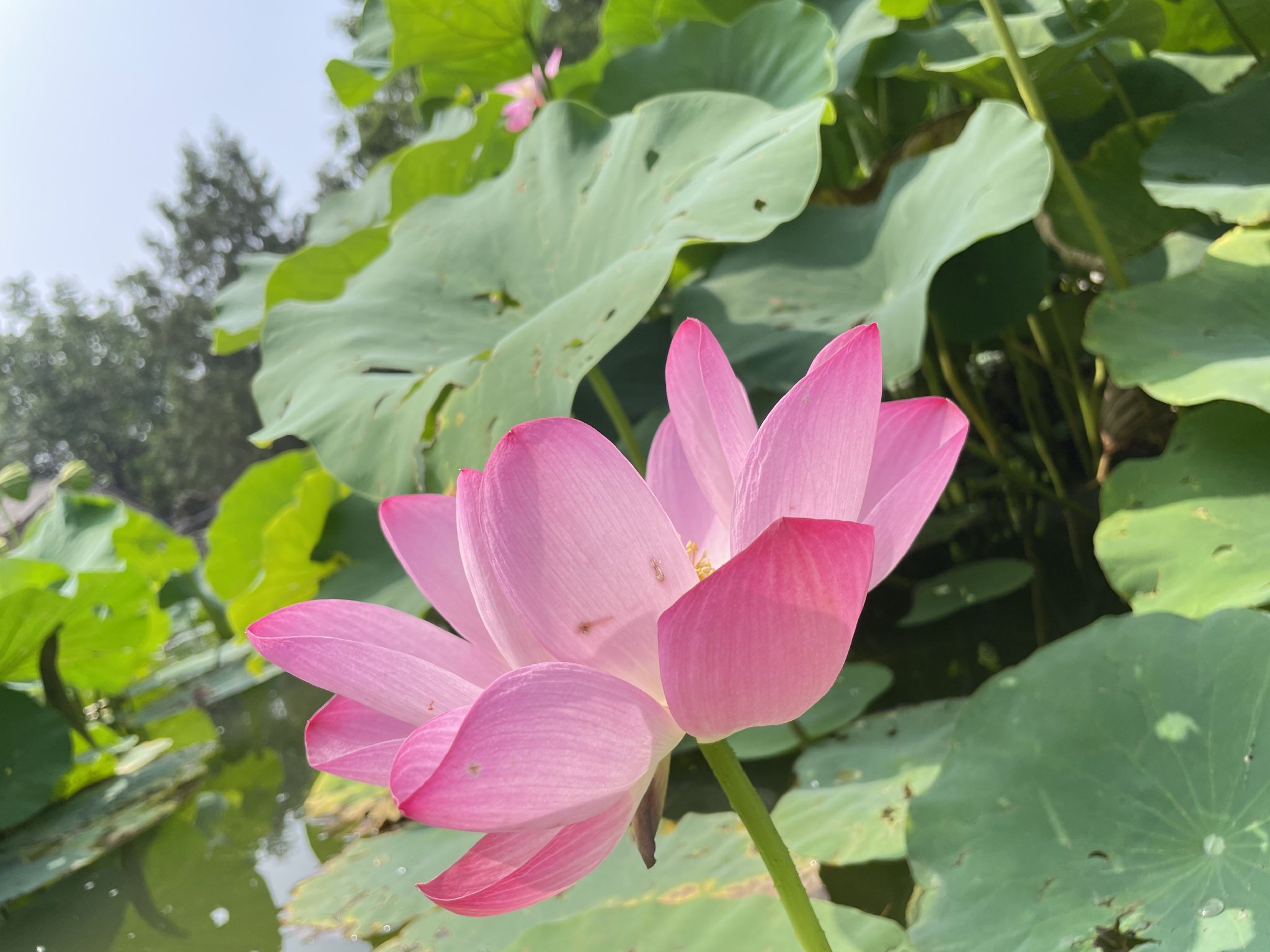圓明園古蓮。吳倩供圖