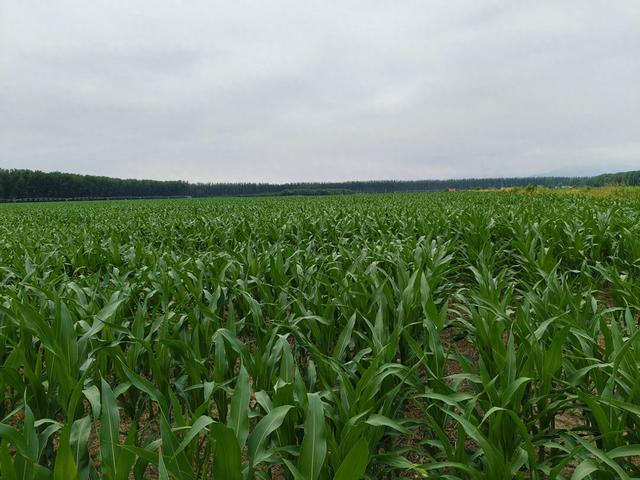 如何种植玉米全过程 f39f-31e9c3a1e6789f219f8ca942324bbc4a.jpg