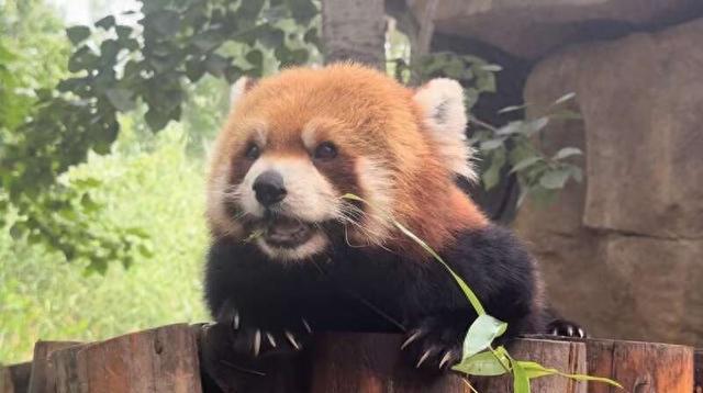 北京野生动物园小熊猫馆内,小熊猫正在等待游客到来。中青报·中青网见习记者 谭思静/摄