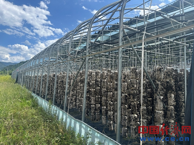 图为黑木耳栽培大棚。 中国经济网记者 梁木摄