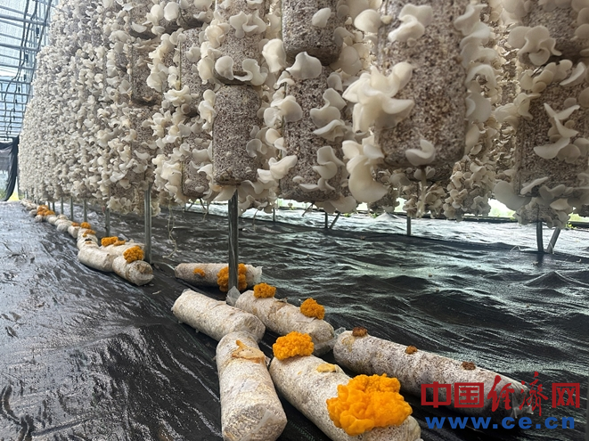 图为吊袋栽培的白玉木耳，与下方的金耳“共享空间”。 中国经济网记者 梁木摄