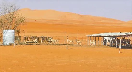 图为在阿联酋迪拜,中国石油在野生动植物保护区里设置充满爱心的“动物驿站”